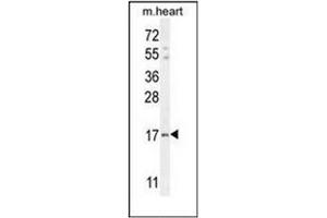 Western blot analysis of IER3 / IEX1 Antibody (N-term) in mouse heart tissue lysates (35ug/lane). (IER3 Antikörper  (N-Term))