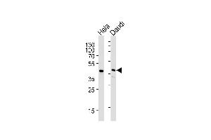 Lane 1: HeLa Cell lysates, Lane 2: Daudi Cell lysates, probed with USF1 (1264CT170. (USF1 Antikörper)