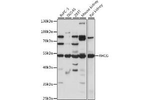 Western blot analysis of extracts of various cell lines, using RHCG antibody (ABIN7269960) at 1:1000 dilution. (RHCG Antikörper  (AA 240-479))