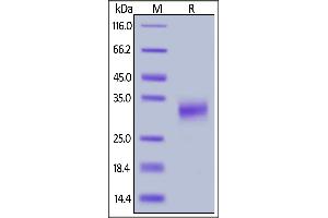 Biotinylated Cynomolgus CD32a, His,Avitag (SPR & BLI verified) on  under reducing (R) condition.