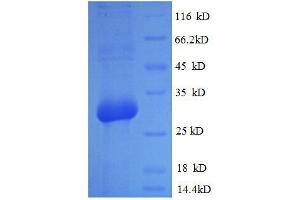 Bone gamma-Carboxyglutamate (Gla) Protein (BGLAP) (AA 50-99) protein (His tag) expressed in E.