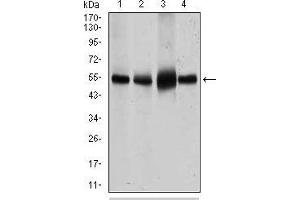 Western blot analysis using SLC2A4 mouse mAb against HeLa (1), NIH3T3 (2), 3T3-L1 (3) cell lysate and Mouse heart (4) tissue lysate. (GLUT4 Antikörper  (AA 224-353))