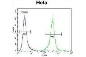 Flow cytometric analysis of Hela cells (right histogram) compared to a negative control cell (left histogram) using DNAJB6  Antibody , followed by FITC-conjugated goat-anti-rabbit secondary antibodies.