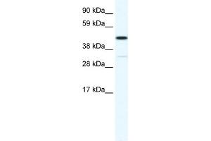 WB Suggested Anti-HOXA3 Antibody Titration:  1.