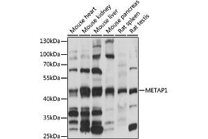 Western blot analysis of extracts of various cell lines, using MET antibody (ABIN7268489) at 1:1000 dilution. (METAP1 Antikörper  (AA 177-386))