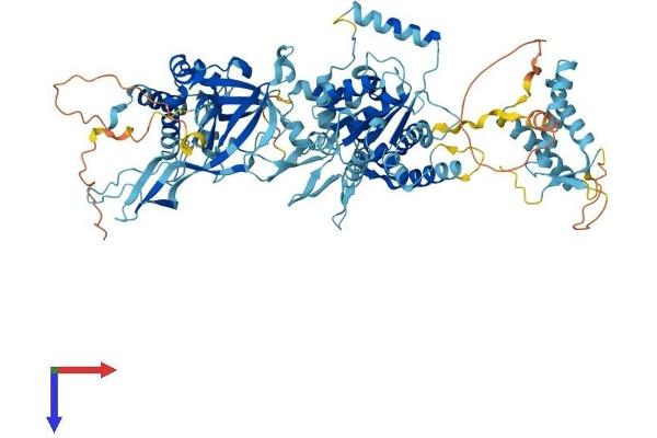 MCM6 Protein (AA 1-821) (His tag)