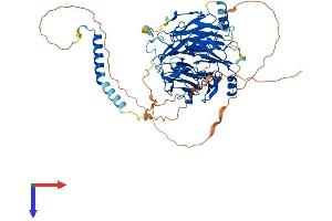 AlphaFold protein structure predicition of Human Recombinant WDR76 Protein, UniprotID Q9H967 (WDR76 Protein (AA 1-626) (His tag))