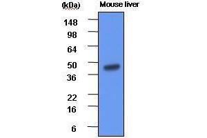 The extracts of mouse liver(each 20 ug) were resolved by SDS-PAGE, transferred to PVDF membrane and probed with anti-human BHMT (1:1000). (BHMT Antikörper  (AA 1-406))