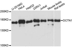 Western blot analysis of extracts of various cell lines, using DCTN1 antibody (ABIN5970900) at 1/1000 dilution.