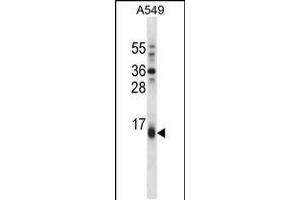 BBC3 Antibody (Center) (ABIN658021 and ABIN2850502) western blot analysis in A549 cell line lysates (35 μg/lane). (PUMA Antikörper  (AA 109-137))