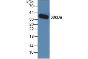 Western blot analysis of recombinant Human TGFb3. (TGFB3 Antikörper  (AA 24-300))