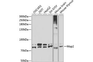 Western blot analysis of extracts of various cell lines, using Map2 antibody  at 1:400 dilution. (MAP2 Antikörper)