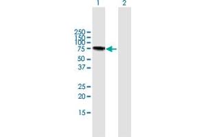 Western Blot analysis of LGALS3BP expression in transfected 293T cell line by LGALS3BP MaxPab polyclonal antibody. (LGALS3BP Antikörper  (AA 1-585))