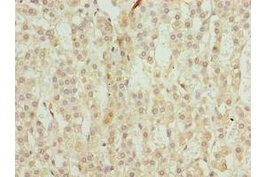 Immunohistochemistry of paraffin-embedded human adrenal gland tissue using ABIN7172369 at dilution of 1:100