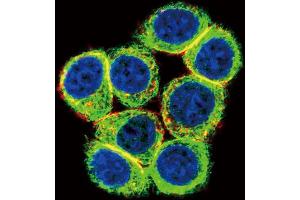 Immunofluorescence (IF) image for anti-Cystathionine-beta-Synthase (CBS) antibody (ABIN3002904)