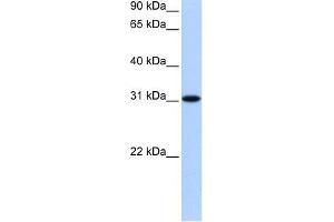 TNRC18 antibody used at 0. (TNRC18 Antikörper  (N-Term))