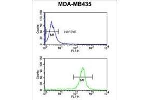 GSTK1 Antibody (Center) (ABIN653824 and ABIN2843092) flow cytometric analysis of MDA-M cells (bottom histogram) compared to a negative control cell (top histogram). (GSTK1 Antikörper  (AA 93-120))