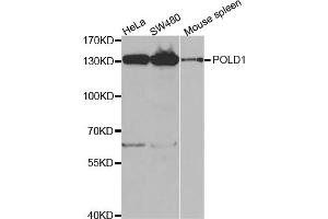 Western blot analysis of extracts of various cell lines, using POLD1 antibody. (POLD1 Antikörper)