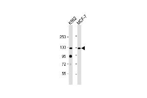 All lanes : Anti-hLLGL2- at 1:2000 dilution Lane 1: K562 whole cell lysate Lane 2: MCF-7 whole cell lysate Lysates/proteins at 20 μg per lane. (LLGL2 Antikörper  (N-Term))