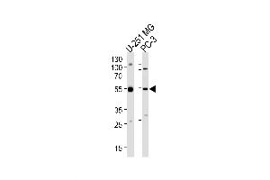 Western blot analysis of lysates from U-251 MG, PC-3 cell line (from left to right), using DEK Antibody (C-term) (ABIN653133 and ABIN2842710).