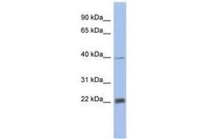 Image no. 1 for anti-Proteasome Subunit alpha 4 (PSMA4) (AA 35-84) antibody (ABIN6743269) (PSMA4 Antikörper  (AA 35-84))