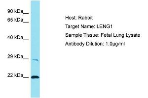 Host: Rabbit Target Name: LENG1 Sample Tissue: Human Fetal Lung Antibody Dilution: 1ug/ml