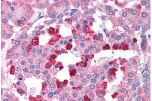 Human Pancreas (formalin-fixed, paraffin-embedded) stained with BCL2L14 antibody ABIN213910 at 2 ug/ml followed by biotinylated goat anti-rabbit IgG secondary antibody ABIN481713, alkaline phosphatase-streptavidin and chromogen. (BCL2L14 / BCL-G (C-Term) Antikörper)