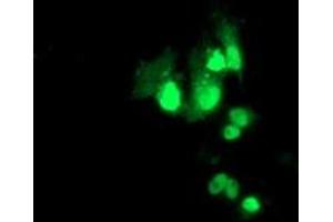 Immunofluorescence (IF) image for anti-Pre-B-Cell Leukemia Homeobox Protein 1 (PBX1) antibody (ABIN1500045) (PBX1 Antikörper)