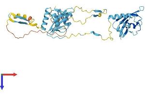 NSFL1C Protein (AA 1-370) (His tag)