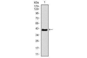 Image no. 1 for anti-T Brachyury Protein antibody (ABIN1491210) (T Brachyury Protein Antikörper)