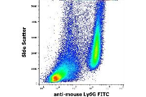 Flow cytometry surface staining pattern of murine bone marrow cells stained using anti-mouse Ly6G (RB6-8C5) FITC antibody (concentration in sample 0,5 μg/mL). (Ly6g Antikörper  (FITC))