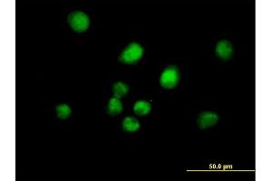 Immunofluorescence of purified MaxPab antibody to MAD2L1BP on HeLa cell. (MAD2L1BP Antikörper  (AA 1-306))