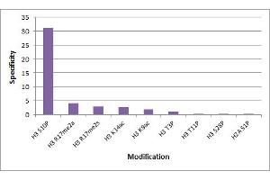 Histone H3S10ph antibody (mAb) (Clone 6G8B7) specificity tested by Peptide Array analysis.