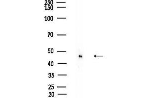 anti-Rho-related GTP-binding protein (RhO (pan)) antibody