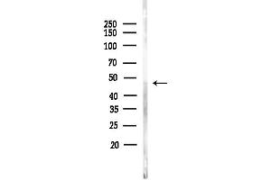 anti-Actin-Related Protein 10 Homolog (ACTR10) (C-Term) antibody