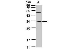 WB Image Sample(30 ug whole cell lysate) A:293T 12% SDS PAGE antibody diluted at 1:1000 (PEF1 Antikörper)