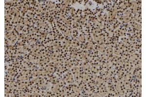 ABIN6279897 at 1/100 staining Mouse kidney tissue by IHC-P. (USP3 Antikörper  (N-Term))
