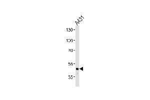 FGG Antibody (N-term) (ABIN391493 and ABIN2841460) western blot analysis in A431 cell line lysates (35 μg/lane).