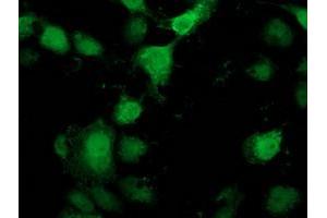 Anti-PNMT mouse monoclonal antibody (ABIN2454518) immunofluorescent staining of COS7 cells transiently transfected by pCMV6-ENTRY PNMT (RC206586). (PNMT Antikörper)