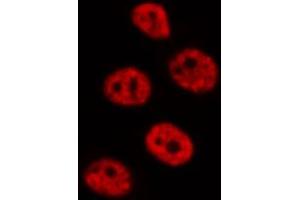ABIN6272345 staining RAW264. (DUSP4 Antikörper  (Internal Region))