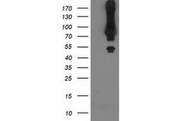 Mahogunin RING Finger Protein 1 Antikörper