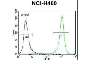 PCDHA9 Antibody (N-term) (ABIN656099 and ABIN2845442) flow cytometric analysis of NCI- cells (right histogram) compared to a negative control cell (left histogram).