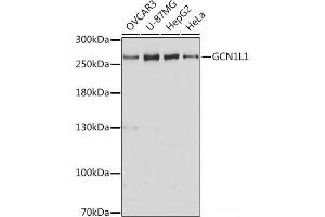 Western blot analysis of extracts of various cell lines using GCN1L1 Polyclonal Antibody at dilution of 1:3000. (GCN1L1 Antikörper)