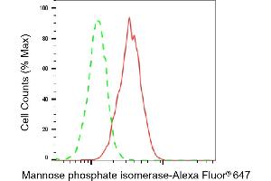 Flow cytometric analysis of Mannose phosphate isomerase expression in HeLa cells using Mannose phosphate isomerase antibody (ABIN7799328), 1:2,000). (MPI Antikörper)