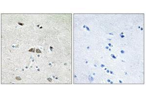 Immunohistochemistry analysis of paraffin-embedded human brain tissue using RL39L antibody. (RPL39L Antikörper  (Internal Region))
