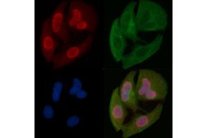 NAF1 Mouse Monoclonal Antibody staining Hela cells by IF/ICC. (NAF1 Antikörper)