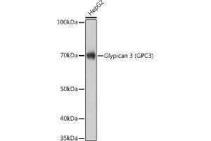 Western blot analysis of extracts of HepG2 cells, using Glypican 3 (GPC3) (GPC3) Rabbit mAb (ABIN7267487) at 1:1000 dilution. (Glypican 3 Antikörper)