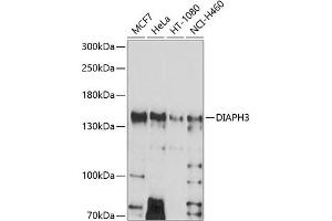 Western blot analysis of extracts of various cell lines, using DI antibody (ABIN6133501, ABIN6139618, ABIN6139619 and ABIN6214576) at 1:1000 dilution. (DIAPH3 Antikörper  (AA 630-849))