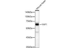 Western blot analysis of extracts of Mouse heart, using Y antibody (ABIN7271418) at 1:20000 dilution. (YAP1 Antikörper)