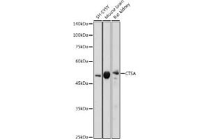 Western blot analysis of extracts of various cell lines, using CTSA antibody (ABIN6130654, ABIN6139218, ABIN6139220 and ABIN6221173) at 1:1000 dilution. (CTSA Antikörper  (AA 210-450))
